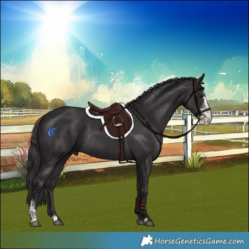 Horse Color:Smoky Black Sabino Rabicano 