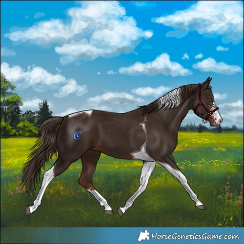 Horse Color:Liver Chestnut Sabino Tobiano 