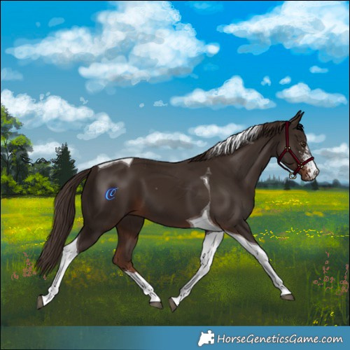 Horse Color:Liver Chestnut Sabino Tobiano 