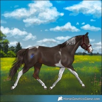 Horse Color:Liver Chestnut Sabino Tobiano 