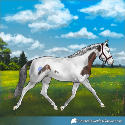 Horse Color:Brown Sabino Splash Tobiano Rabicano