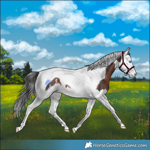 Horse Color:Brown Sabino Splash Tobiano Rabicano 
