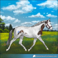Horse Color:Brown Sabino Splash Tobiano Rabicano
