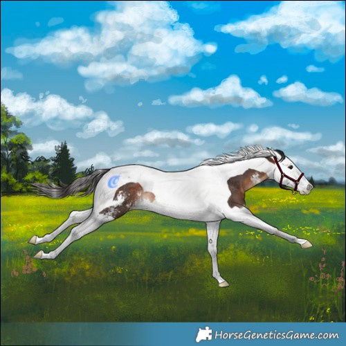 Horse Color:Brown Sabino Splash Tobiano Rabicano