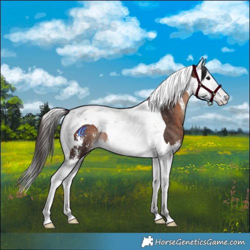 Horse Color:Brown Sabino Splash Tobiano Rabicano 