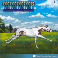 Horse Color:Brown Sabino Splash Tobiano Rabicano 