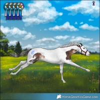 Horse Color:Brown Sabino Splash Tobiano Rabicano
