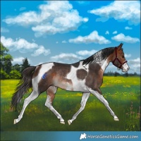 Horse Color:Bay Sabino Tobiano Rabicano 