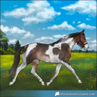 Horse Color:Bay Sabino Tobiano Rabicano