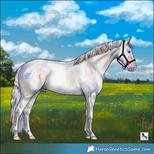 Horse Color:Nacre Liver Chestnut Chinchilla Tobiano 