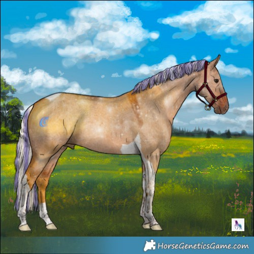 Horse Color:Painted Silver Bay Dun Tobiano Rabicano 