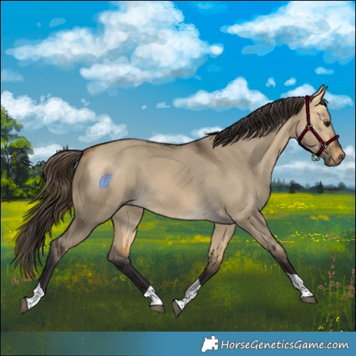 Horse Color:Buckskin Dun Tobiano 