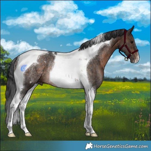 Horse Color:Brown Tobiano Rabicano 