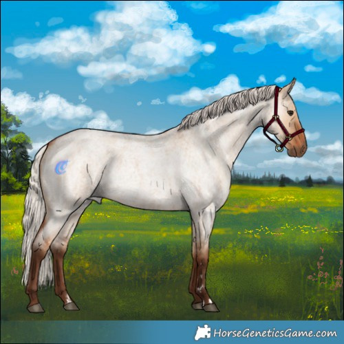 Horse Color:Silver Bay Roan Dun Brindle 