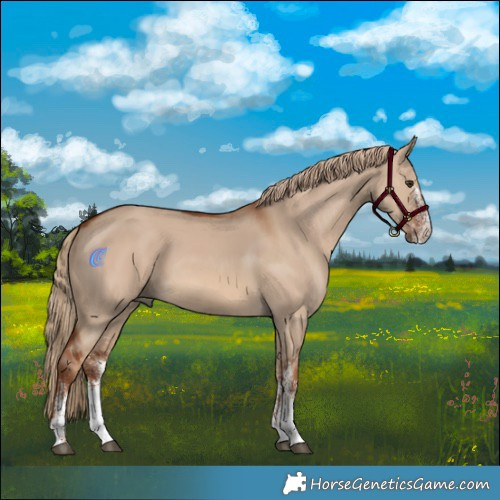 Horse Color:White Spotted Red Dun 