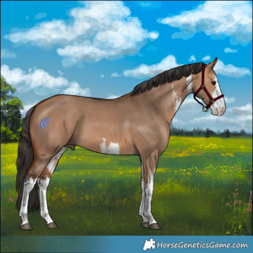 Horse Color:White Spotted Bay Dun 