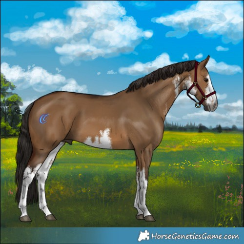 Horse Color:Gray White Spotted Bay Dun 