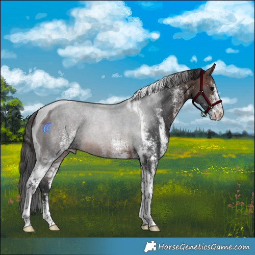 Horse Color:White Spotted Brown Tobiano 