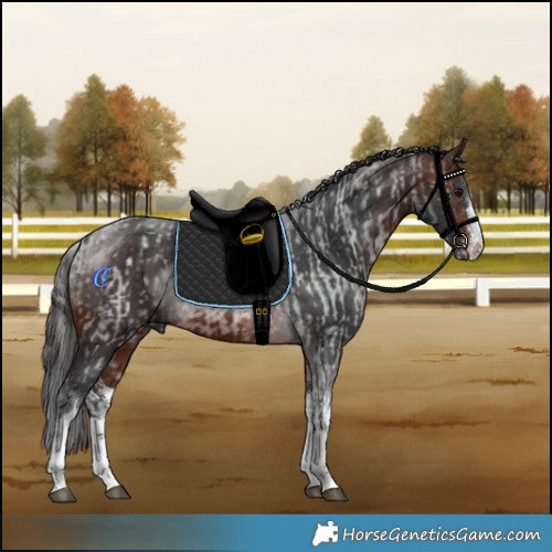 Horse Color:White Spotted Brown Roan and White Spotted Brown Tobiano