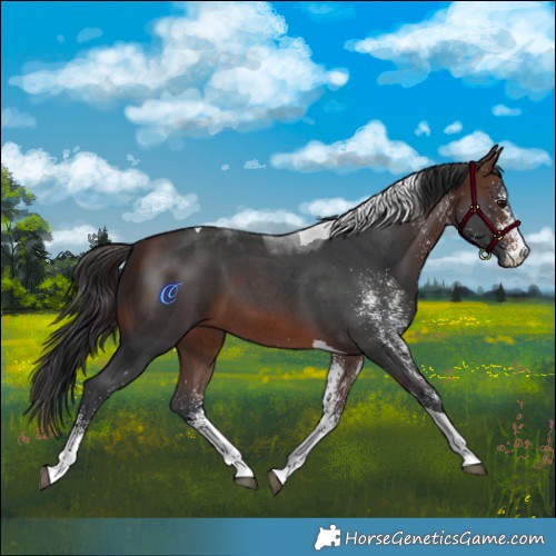 Horse Color:White Spotted Brown Tobiano 