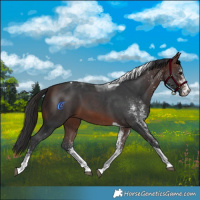 Horse Color:White Spotted Brown Tobiano