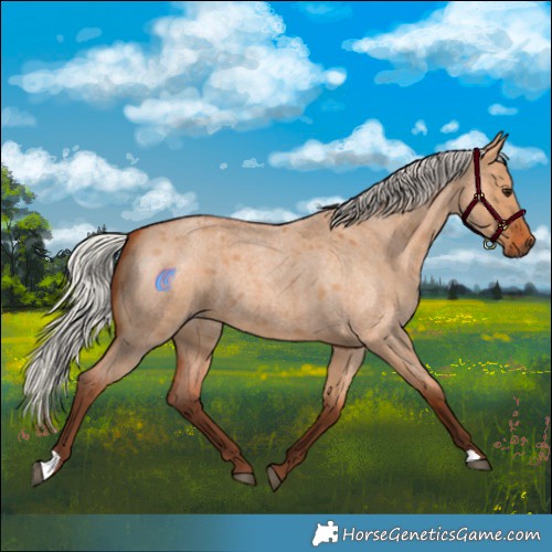 Horse Color:Silver Bay Roan Dun 