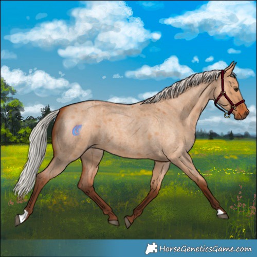 Horse Color:Silver Bay Roan Dun
