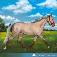 Horse Color:Silver Bay Roan Dun 