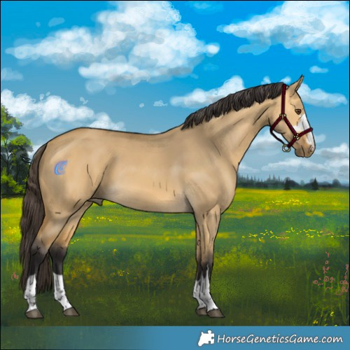 Horse Color:Buckskin Dun 