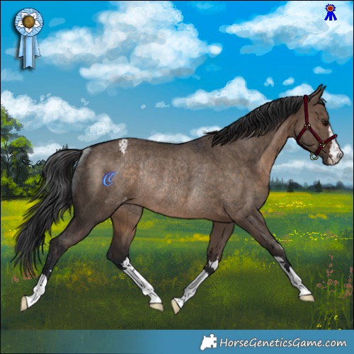 Horse Color:Brown Dun Appaloosa Rabicano 