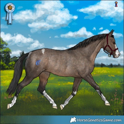 Horse Color:Brown Dun Appaloosa Rabicano
