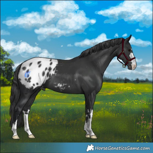 Horse Color:Black Appaloosa 