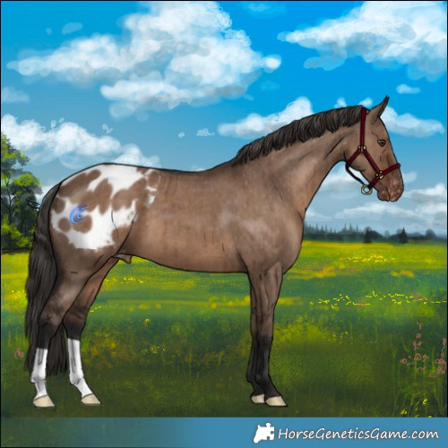 Horse Color:Liver Red Dun Appaloosa Brindle 