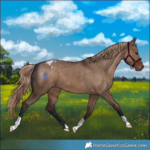 Horse Color:Liver Red Dun Appaloosa 
