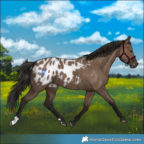 Horse Color:Liver Red Dun Appaloosa Brindle 