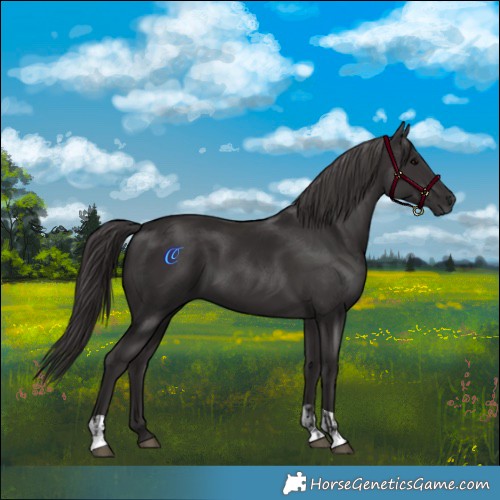 Horse Color:Smoky Black and Smoky Black