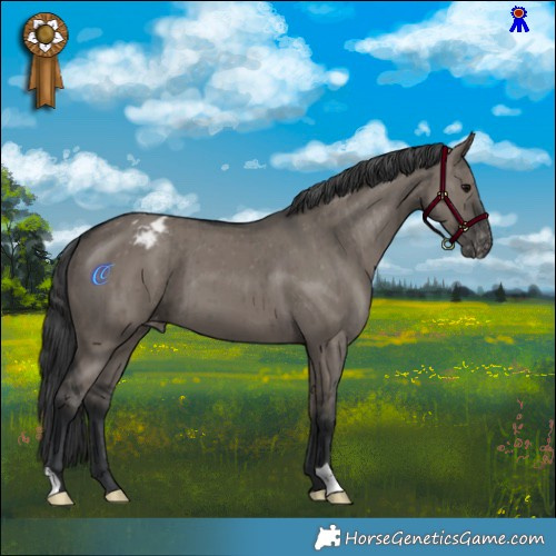 Horse Color:Grullo Appaloosa Brindle 