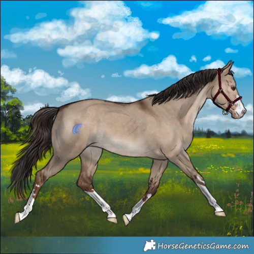 Horse Color:Liver Red Dun Appaloosa 