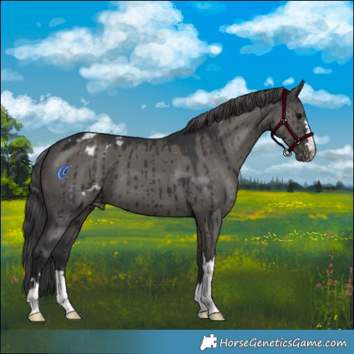 Horse Color:Grullo Appaloosa Brindle 