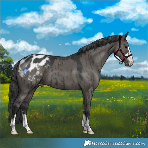 Horse Color:Grullo Appaloosa Brindle 