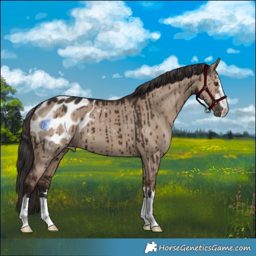 Horse Color:Liver Red Dun Appaloosa Brindle 