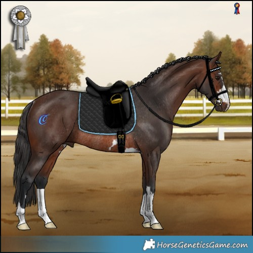 Horse Color:Brown Rabicano 