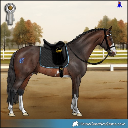 Horse Color:Brown Rabicano 