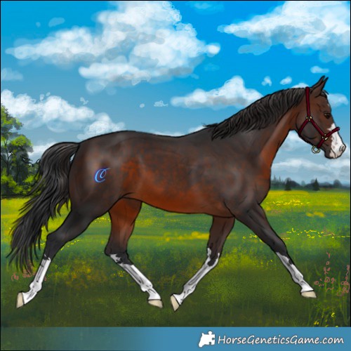 Horse Color:Brown 