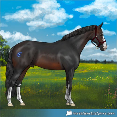 Horse Color:Brown 