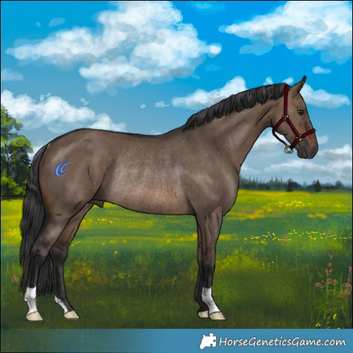 Horse Color:Brown Dun Rabicano 