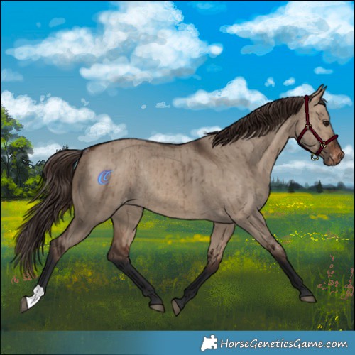 Horse Color:Brown Dun Appaloosa Rabicano Brindle 