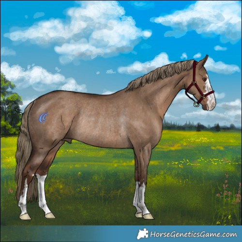 Horse Color:Liver Red Dun Rabicano 
