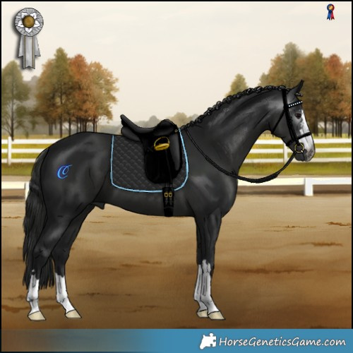 Horse Color:Gray Black 