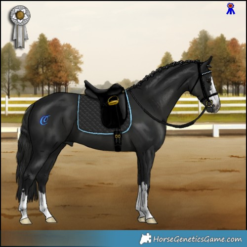 Horse Color:Gray Black 